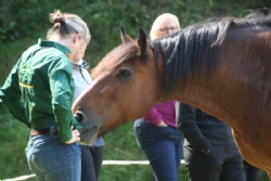 Rediscover yourself with our equine experiences with Hush Farms in Devon